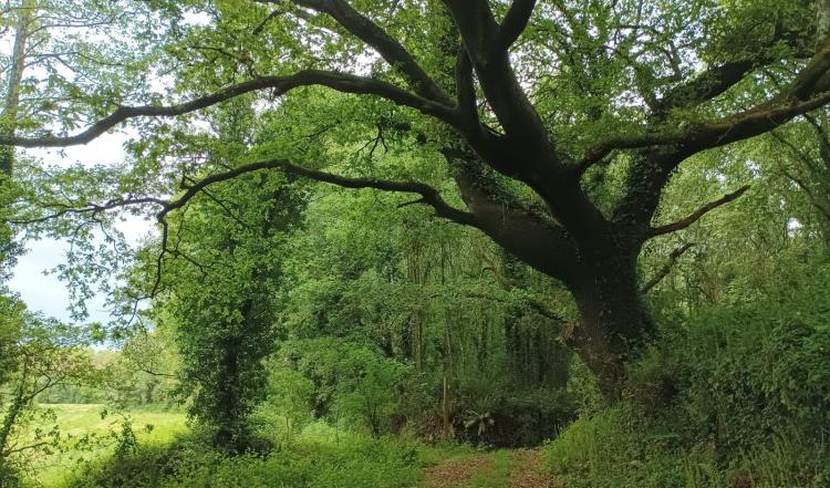 Patrimonio, natureza e poesía serán as protagonistas da camiñada por Taboi que organiza este domingo a Casa-Museo Manuell María